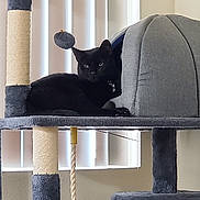 Shadow is registered to the contest to win money with this photo: animal, black_cat, cat, cat_toy, cat_tree, cozy, cute, domestic, feline, furniture, gray, home, indoor, looking, pet, playful, pom_pom, relaxed, resting, vertical_blinds