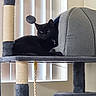 animal, black_cat, cat, cat_toy, cat_tree, cozy, cute, domestic, feline, furniture, gray, home, indoor, looking, pet, playful, pom_pom, relaxed, resting, vertical_blinds