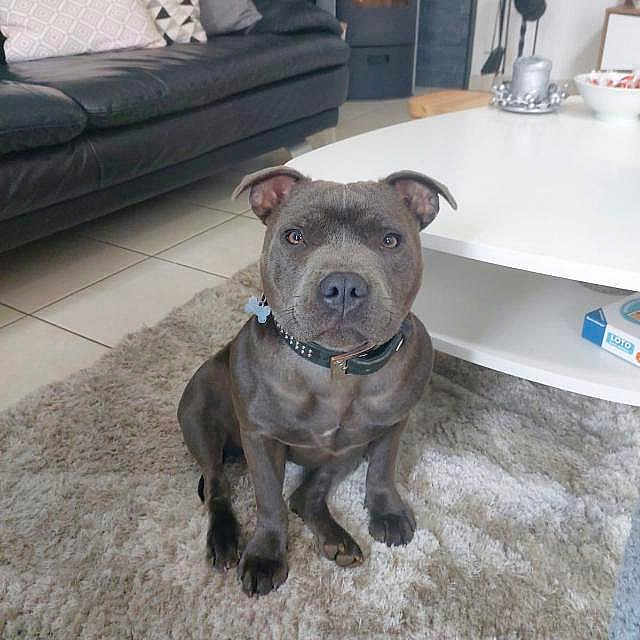 Orka participe au concours pour gagner de l'argent avec cette photo : animal, brown, canine, carpet, collar, couch, cute, dog, domestic, ears, floor, furniture, home, indoor, living_room, looking, pet, rug, sitting, table