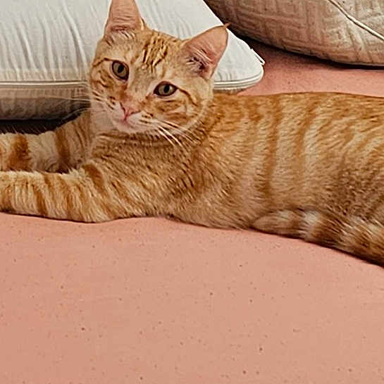 Tommy Egan is registered to the contest to win money with this photo: cat, orange_tabby, ginger_cat, striped_fur, lying_down, relaxed, bed, pink_bedding, pillows, indoor, pet, animal, whiskers, ears, eyes, tail, long_body, cozy, portrait, letterbox_borders