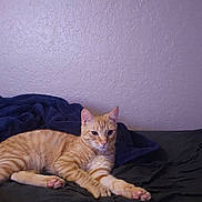 Tommy Egan joined the competition — help win amazing prizes! cat, orange_tabby, tabby, feline, pet, animal, bed, blanket, bedroom, indoor, lounging, lying_down, stretched_paws, whiskers, ears, eyes, striped_fur, orange_fur, purple_wall, portrait