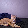 cat, orange_tabby, tabby, feline, pet, animal, bed, blanket, bedroom, indoor, lounging, lying_down, stretched_paws, whiskers, ears, eyes, striped_fur, orange_fur, purple_wall, portrait
