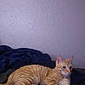 Tommy Egan is registered to the contest to win money with this photo: cat, orange_tabby, kitten, pet, animal, striped_fur, lying_down, relaxed, sleepy, bed, blanket, indoors, home, bedroom, wall, portrait, paws, tail, whiskers, cozy