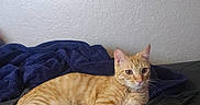 Tommy Egan joined the competition — help win amazing prizes! cat, orange_tabby, kitten, pet, feline, striped_fur, short_hair, green_eyes, whiskers, ears, tail, paws, lying_down, relaxed, bed, blanket, bedroom, indoor, cozy, portrait
