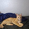 cat, orange_tabby, kitten, pet, feline, striped_fur, short_hair, green_eyes, whiskers, ears, tail, paws, lying_down, relaxed, bed, blanket, bedroom, indoor, cozy, portrait