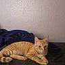 Tommy Egan joined the competition — help win amazing prizes! cat, orange_tabby, feline, pet, animal, striped_fur, lying_down, relaxed, bed, blanket, bedroom, indoor, portrait, whiskers, ears, paws, tail, green_eyes, cozy, home