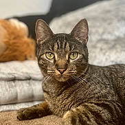 Zeke joined the competition — help win amazing prizes! tabby_cat, cat, pet, animal, feline, green_eyes, whiskers, fur, carpet, indoor, relaxed, lying_down, close_up, portrait, cozy, blanket, orange_cat, sleeping, background, domestic_animal