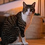 cat, tabby_cat, indoor, pet, animal, fur, whiskers, floor, domestic, sitting, looking, curious, ears, paws, home, warm_light, cozy, blurred_background, mammal, cute