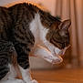 cat, tabby, pet, animal, indoor, grooming, paw, fur, whiskers, cute, feline, domestic, mammal, home, floor, closeup, sitting, cleaning, soft_light, relaxed