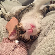 Oumy a rejoint le concours — aidez-le/la à gagner de superbes lots ! cat, pet, animal, blanket, hand, cozy, feline, fur, soft, comfort, indoor, cuddling, relaxed, pink_nose, striped, tabby, whiskers, cute, sleepy, resting
