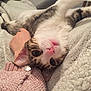 cat, pet, animal, blanket, hand, cozy, feline, fur, soft, comfort, indoor, cuddling, relaxed, pink_nose, striped, tabby, whiskers, cute, sleepy, resting