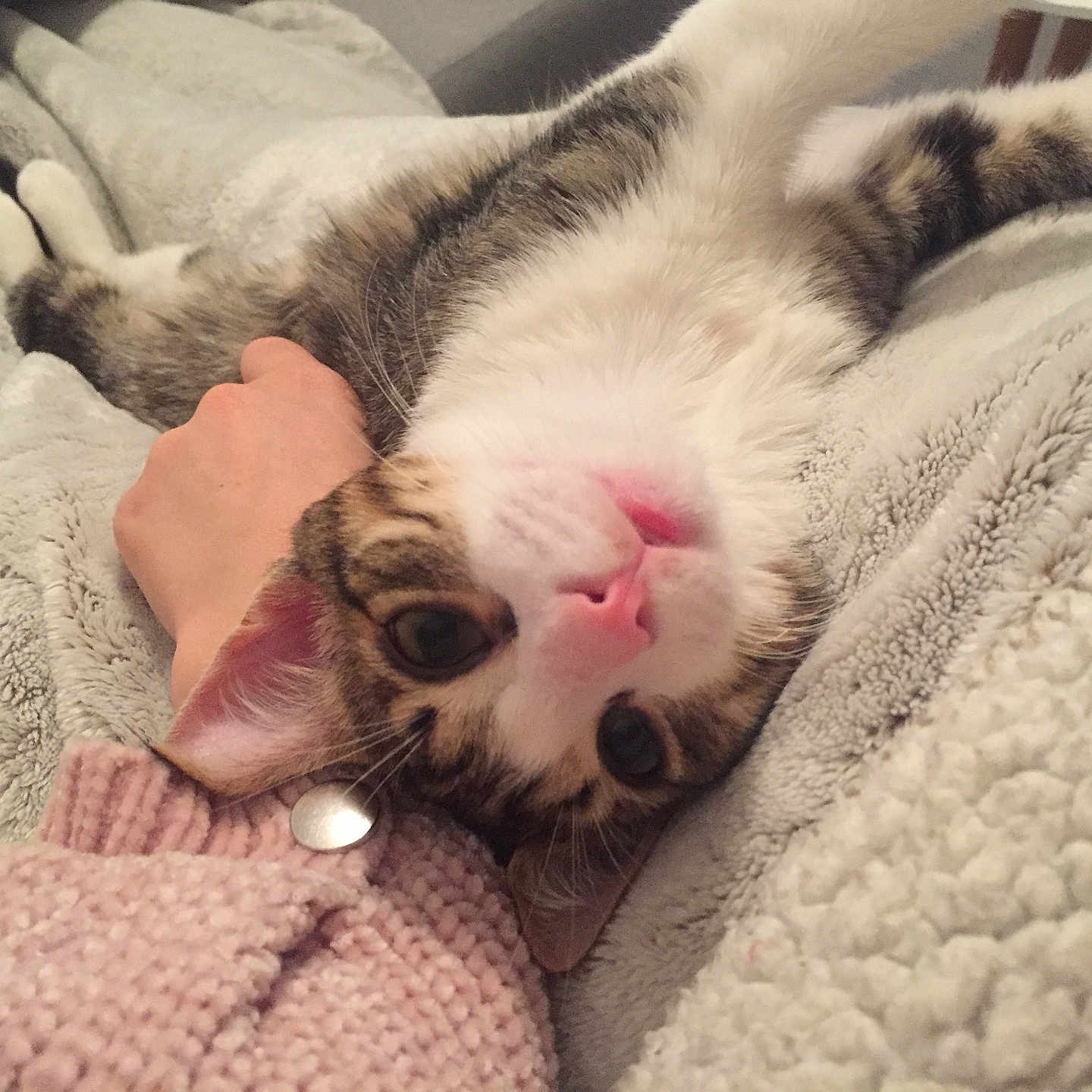 Oumy a rejoint le concours — aidez-le/la à gagner de superbes lots ! animal, blanket, cat, comfort, cozy, cuddling, cute, feline, fur, hand, indoor, pet, pink_nose, relaxed, resting, sleepy, soft, striped, tabby, whiskers