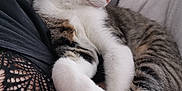 Oumy participe au concours pour gagner de l'argent avec cette photo : cat, tabby, white_paws, sleeping, cozy, couch, blanket, feline, pet, resting, indoor, closeup, fur, whiskers, paw, relaxed, domestic_animal, human, lace_clothing, soft_texture