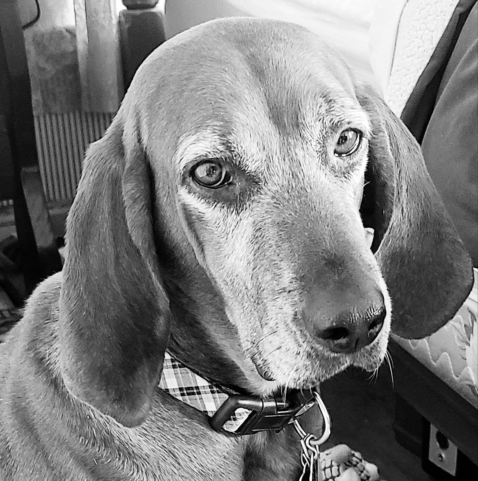 Scarlett is registered to the contest to win money with this photo: black_and_white, canidae, carnivore, collar, companion_dog, dog, dog_breed, dog_collar, iris, monochrome, monochrome_photography, organ, pet_supply, snout, sporting_group, style, vertebrate, whiskers, working_animal, working_dog