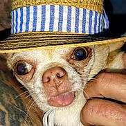 Little B joined the competition — help win amazing prizes! dog, small_dog, chihuahua, hat, straw_hat, striped_band, tongue_out, close_up, pet, animal, hand, cute, face, fur, expressive_eyes, portrait, domestic_animal, whiskers, skin, holding