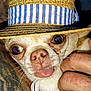 dog, small_dog, chihuahua, hat, straw_hat, striped_band, tongue_out, close_up, pet, animal, hand, cute, face, fur, expressive_eyes, portrait, domestic_animal, whiskers, skin, holding