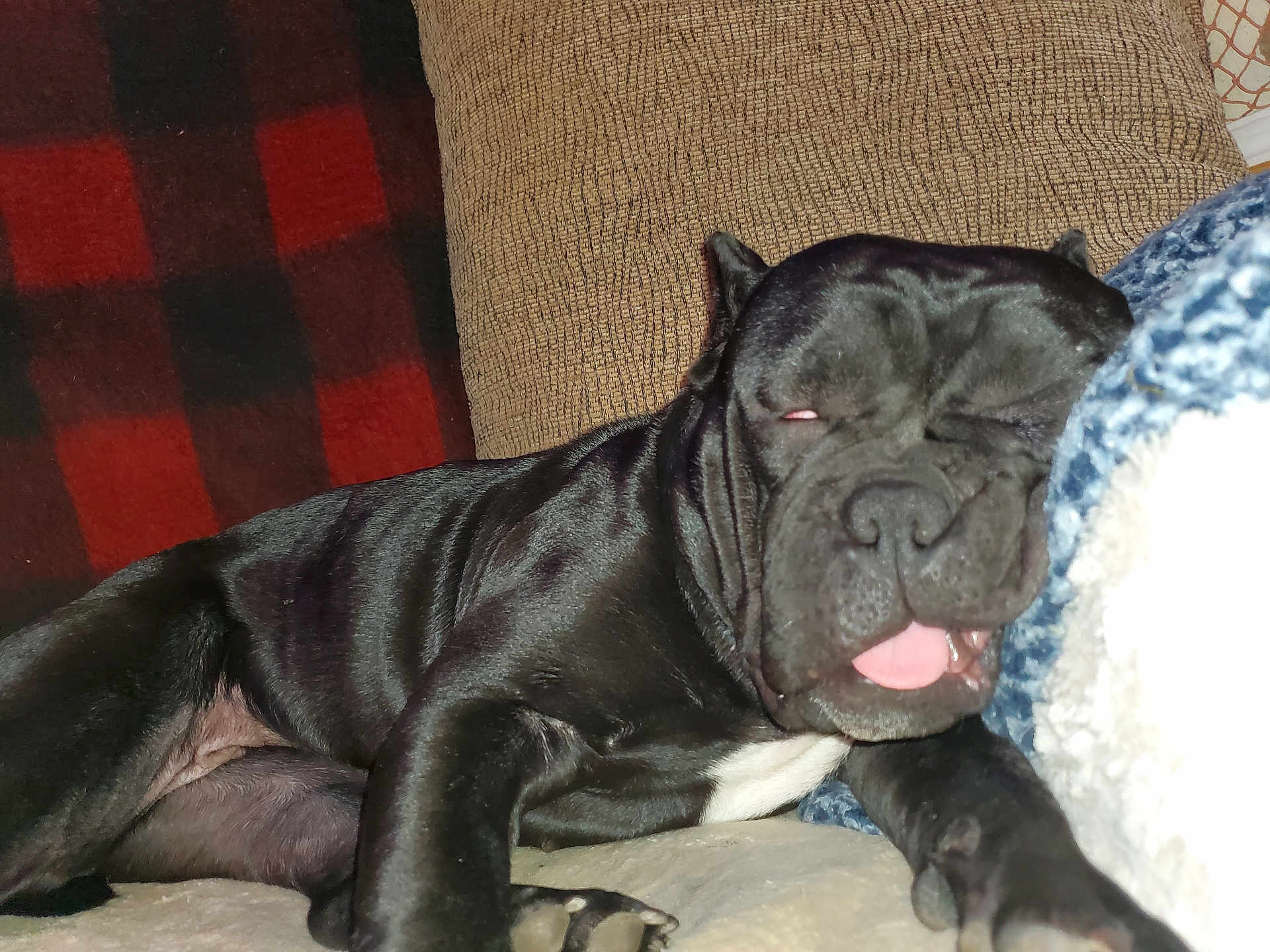 Mercy is registered to the contest to win money with this photo: dog, black_dog, sleeping, tongue_out, couch, blanket, cozy, indoor, pet, animal, relaxed, fur, snout, paw, face, resting, canine, companion, home, comfort