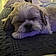 Theodore