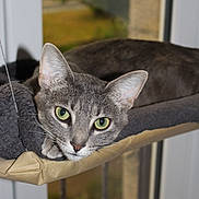 Venom participe au concours pour gagner de l'argent avec cette photo : cat, gray_cat, green_eyes, pet, indoor, window, perch, relaxed, feline, closeup, animal, whiskers, ears, resting, domestic_cat, curious, cozy, soft_texture, looking, daylight