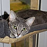 cat, gray_cat, green_eyes, pet, indoor, window, perch, relaxed, feline, closeup, animal, whiskers, ears, resting, domestic_cat, curious, cozy, soft_texture, looking, daylight