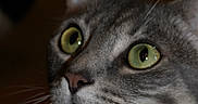 Venom a rejoint le concours — aidez-le/la à gagner de superbes lots ! animal, cat, close_up, curious, dark_background, domestic_cat, ears, face, feline, fur, gray_tabby, green_eyes, indoor, looking_up, muzzle, nose, pet, portrait, soft_light, whiskers