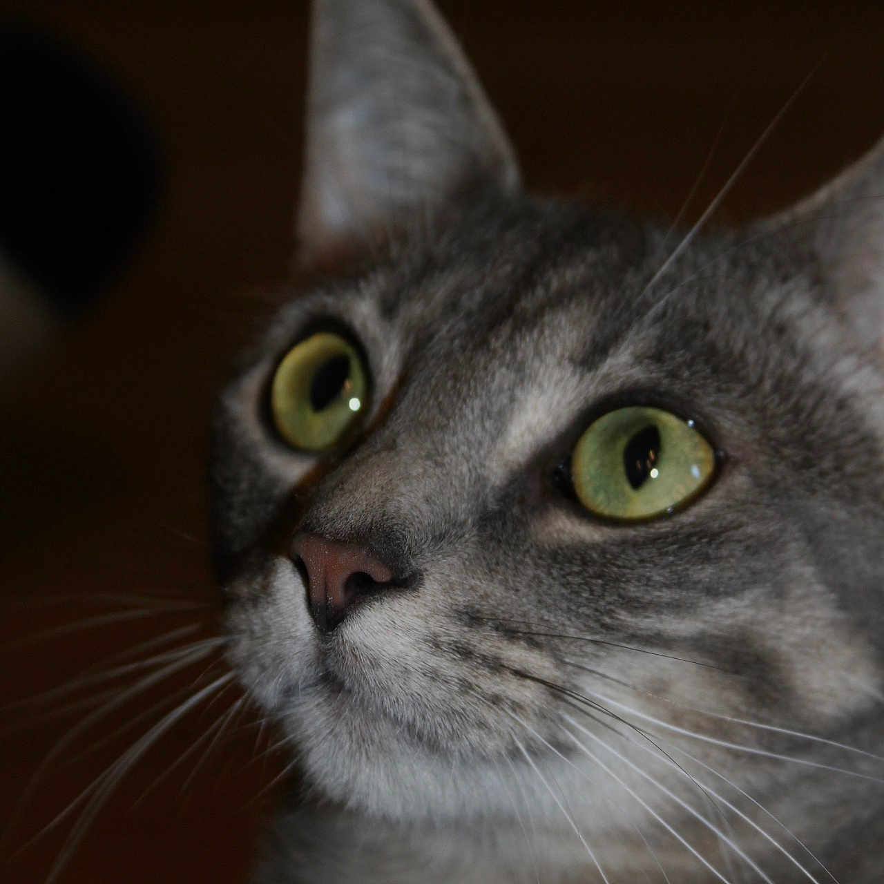 Venom a rejoint le concours — aidez-le/la à gagner de superbes lots ! cat, gray_tabby, green_eyes, whiskers, close_up, pet, animal, feline, curious, portrait, face, ears, nose, indoor, domestic_cat, looking_up, soft_light, dark_background, fur, muzzle