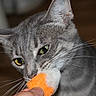 cat, gray_tabby, pet, animal, whiskers, toy, orange, white, hand, close_up, indoor, feline, playing, bite, fur, eyes, domestic_cat, cute, focus, portrait