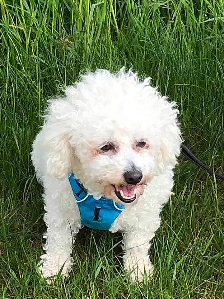 Laika a rejoint le concours — aidez-le/la à gagner de superbes lots ! canidae, carnivore, companion_dog, dog, dog_breed, dog_collar, dog_supply, goggles, grass, maltepoo, plant, poodle, snout, sporting_group, sunglasses, terrier, toy_dog, tree, water_dog, working_animal