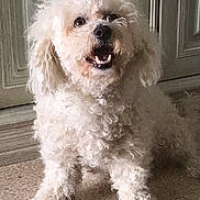 Laika participe au concours pour gagner de l'argent avec cette photo : animal, canine, companion, curly, curly_fur, cute, dog, domestic, door, expression, floor, friendly, fur, indoor, mouth_open, pet, sitting, small_dog, teeth, white
