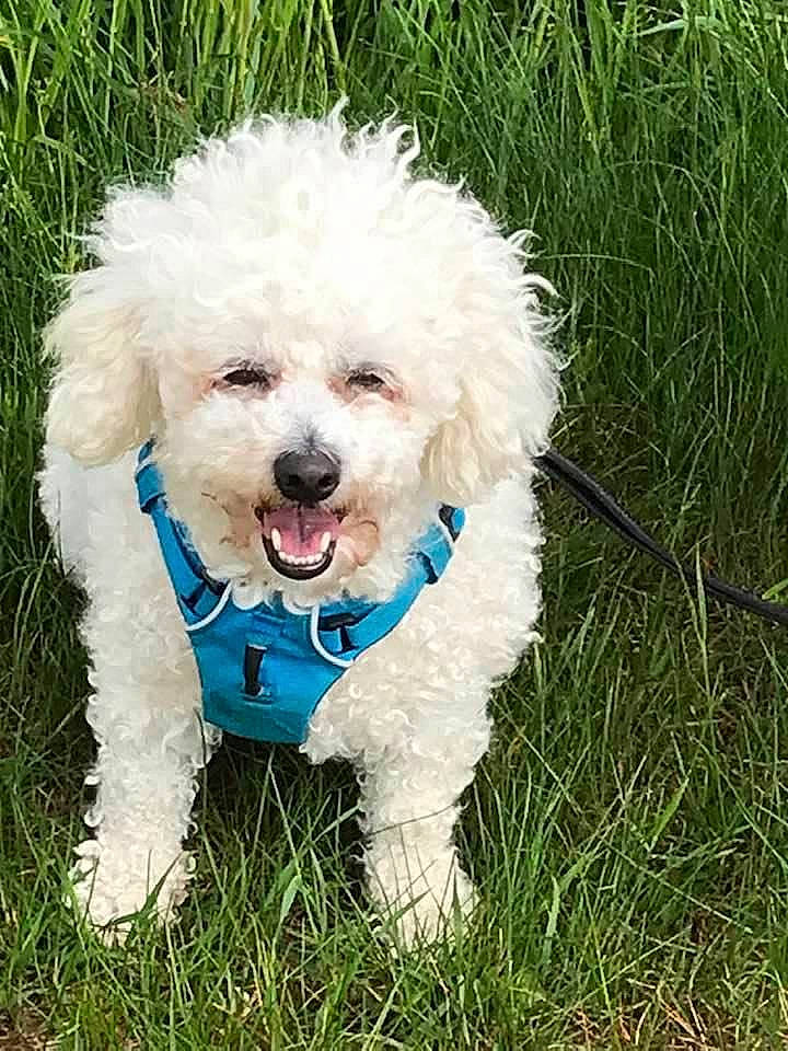 Laika participe au concours pour gagner de l'argent avec cette photo : carnivore, companion_dog, dog, dog_breed, dog_clothes, dog_collar, dog_supply, eyewear, grass, happy, plant, poodle, small_terrier, snout, sporting_group, sunglasses, terrier, toy_dog, water_dog, working_animal