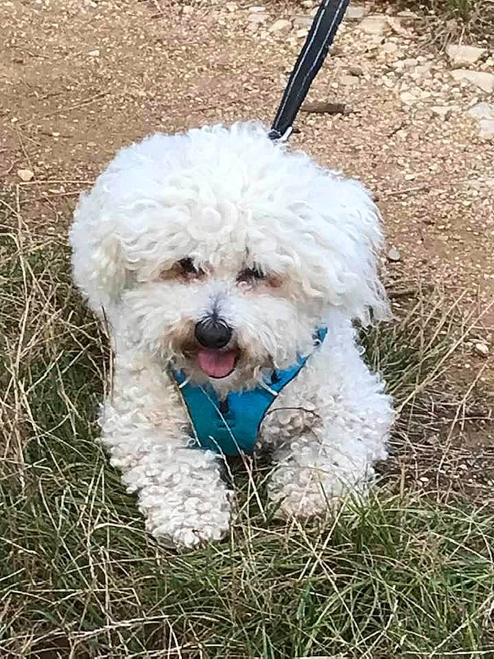 Laika a rejoint le concours — aidez-le/la à gagner de superbes lots ! canidae, carnivore, cockapoo, companion_dog, dog, dog_breed, dog_collar, dog_supply, fur, grass, labradoodle, poodle, poodle_crossbreed, puppy, shih_poo, small_terrier, sporting_group, terrier, toy_dog, water_dog