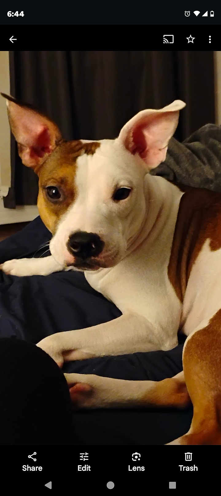 Mya