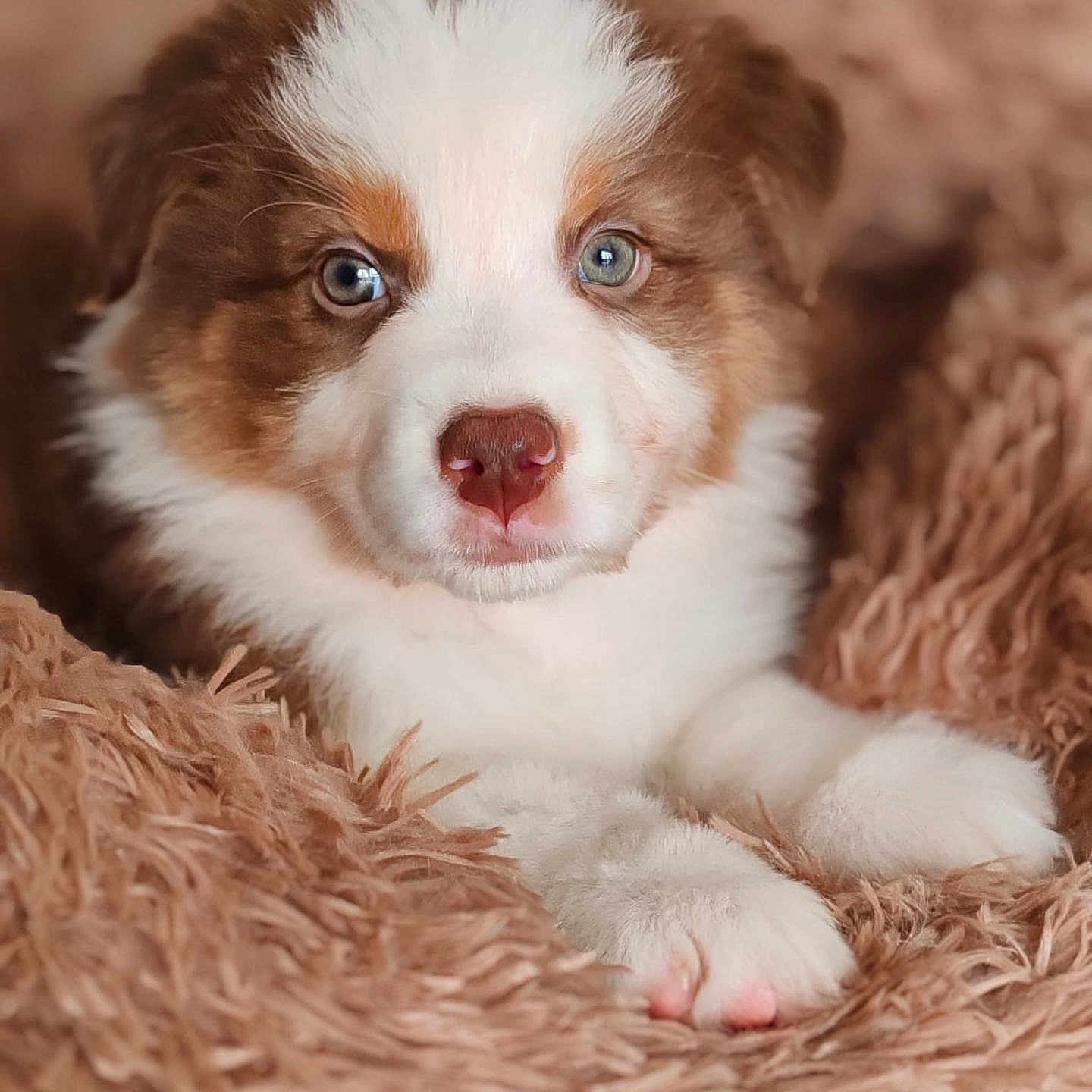 Vixie participe au concours pour gagner de l'argent avec cette photo : animal, ball, blanket, canine, cat, cockerspaniel, dog, face, football, head, husky, kitten, person, pet, puppy, snout, soccer, soccerball, sport, whitedog