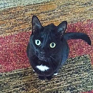 Sylvester is registered to the contest to win money with this photo: cat, black_cat, pet, animal, carpet, indoor, looking_up, fur, whiskers, tail, eyes, cute, domestic_cat, mammal, curious, small_white_patch, texture, floor, sitting, close_up