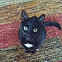 cat, black_cat, pet, animal, carpet, indoor, looking_up, fur, whiskers, tail, eyes, cute, domestic_cat, mammal, curious, small_white_patch, texture, floor, sitting, close_up