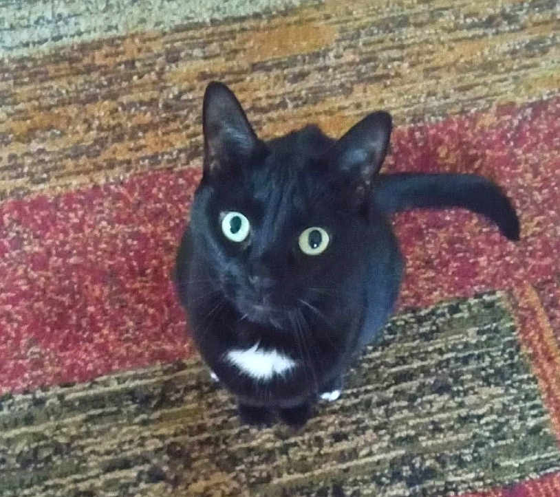 Sylvester is registered to the contest to win money with this photo: cat, black_cat, pet, animal, carpet, indoor, looking_up, fur, whiskers, tail, eyes, cute, domestic_cat, mammal, curious, small_white_patch, texture, floor, sitting, close_up