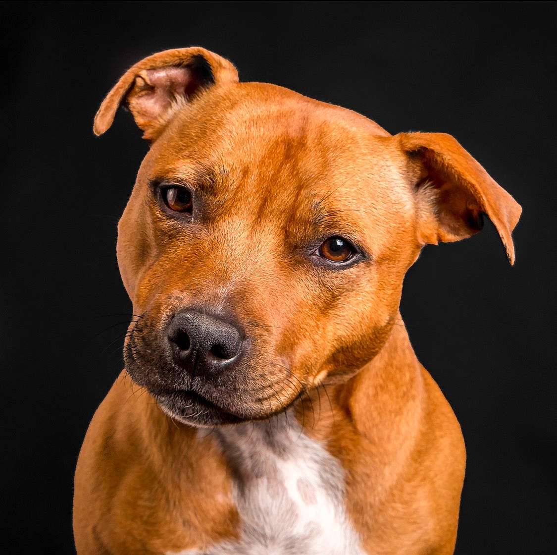 Miette participe au concours pour gagner de l'argent avec cette photo : ancient_dog_breeds, carnivore, collar, companion_dog, dog, dog_breed, dog_collar, ear, fawn, liver, non_sporting_group, snout, sporting_group, terrestrial_animal, whiskers, working_animal, working_dog