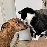 Ti Piwi a rejoint le concours — aidez-le/la à gagner de superbes lots ! dog, cat, indoor, chair, animal_interaction, brindle_dog, black_and_white_cat, pet, floor_tile, wall, closeup, feline, canine, curious, face_to_face, whiskers, friendship, domestic_animal, quiet, gentle