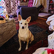 Luna joined the competition — help win amazing prizes! dog, indoor, living_room, rug, blanket, chair, wooden_furniture, decor, clock, plant, curtain, floor, pet, ears, sitting, attentive, cozy, warm_lighting, home, floor_lamp