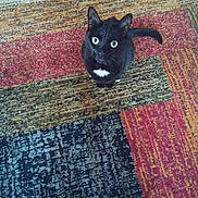 Sylvester is registered to the contest to win money with this photo: cat, black_cat, pet, animal, indoor, carpet, rug, patterned_rug, looking_up, curious, fur, whiskers, tail, domestic_cat, mammal, sitting, colorful, texture, white_patch, floor