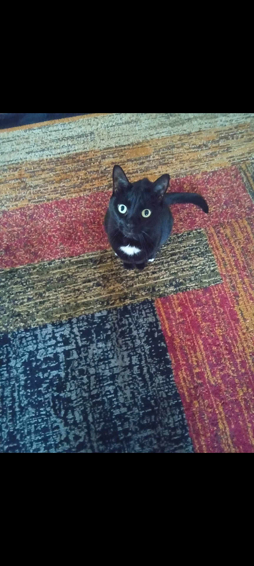 Sylvester is registered to the contest to win money with this photo: cat, black_cat, pet, animal, indoor, carpet, rug, patterned_rug, looking_up, curious, fur, whiskers, tail, domestic_cat, mammal, sitting, colorful, texture, white_patch, floor