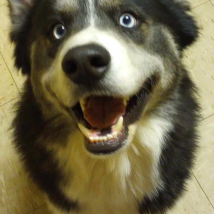 Stormbreaker joined the competition — help win amazing prizes! animal, bodypart, canine, collie, dog, eskimodog, flagstone, hound, husky, mouth, path, person, pet, puppy, snout, teeth, tongue, walkway, whitedog