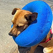 Wailer joined the competition — help win amazing prizes! animal, blue_collar, brown_dog, canine, close_up, concrete, cute, daytime, dog, ears, inflatable_collar, leash, outdoor, pet, red_leash, resting, shadow, sitting, snout, sunlight