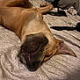 Wailer is registered to the contest to win money with this photo: animal, bed, bedroom, blanket, brown_fur, canine, close_up, comfort, cozy, dog, domestic_animal, ears, fabric, indoor, lying_down, mouth, pet, relaxed, resting, sleeping