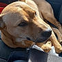 Wailer is registered to the contest to win money with this photo: animal, car_interior, car_seat, close_up, comfort, companion, dog, domestic_animal, ears, fur, nose, paw, pet, relaxed, resting, road_trip, shadow, sunlight, tan_dog, window