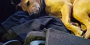 Wailer is registered to the contest to win money with this photo: black_cloth, blanket, brown_dog, canine, car_interior, clothing, collar, cozy, dog, domestic_animal, fabric, fur, indoors, laying, lying_down, pet, relaxed, resting, seat, sleepy