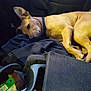 black_cloth, blanket, brown_dog, canine, car_interior, clothing, collar, cozy, dog, domestic_animal, fabric, fur, indoors, laying, lying_down, pet, relaxed, resting, seat, sleepy