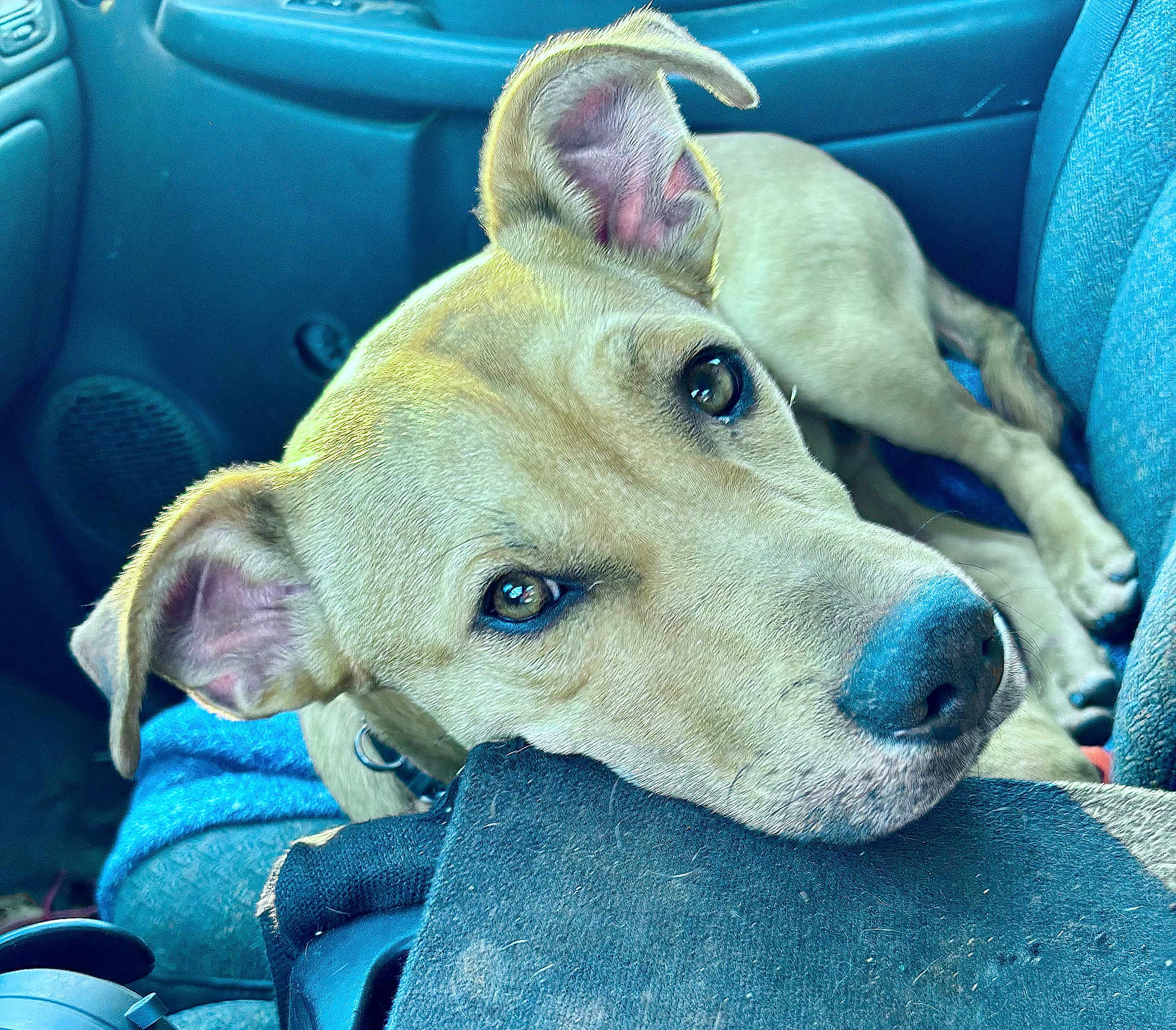Wailer is registered to the contest to win money with this photo: animal, blanket, brown_dog, canine, car_interior, close_up, companion, dog, domestic_animal, ears, fur, indoors, looking_up, nose, pet, portrait, relaxed, resting, seat, vehicle
