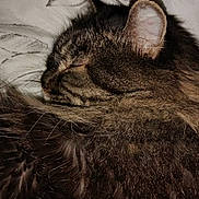 Sparky joined the competition — help win amazing prizes! cat, tabby, sleeping, sleepy, fluffy, long_hair, fur, whiskers, ears, closed_eyes, animal, pet, nap, relaxed, cozy, blanket, bed, indoors, portrait, peaceful