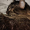 cat, tabby, sleeping, sleepy, fluffy, long_hair, fur, whiskers, ears, closed_eyes, animal, pet, nap, relaxed, cozy, blanket, bed, indoors, portrait, peaceful